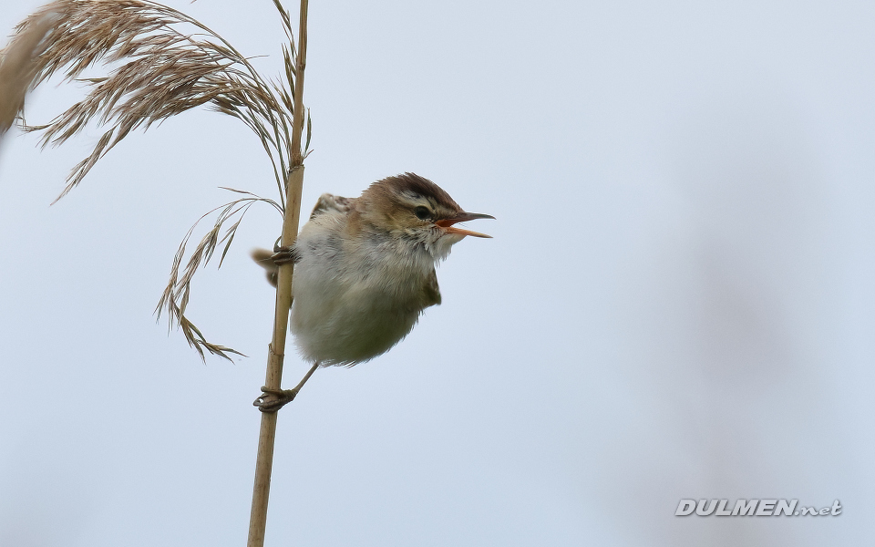 Sedge Warbler (Acrocephalus schoenobaenus)